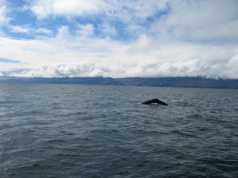 husavik