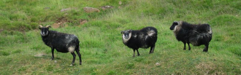 moutons