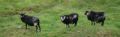 moutons