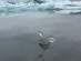 Oiseau de glace.