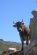 Vache gardienne.