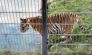 Maguy, tigresse au Tigerpark.